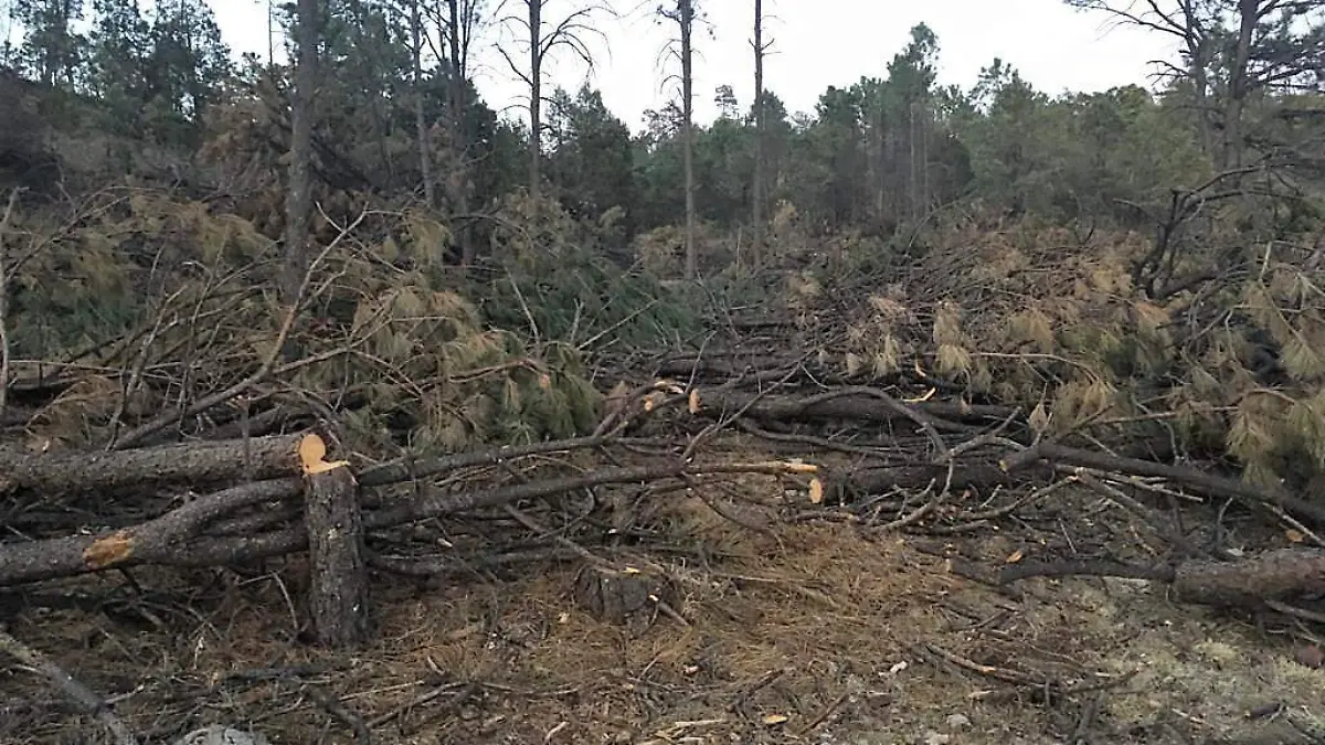 Aseguran madera talada clandestinamente